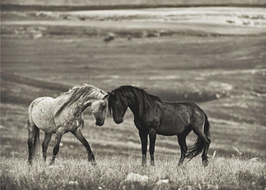 close encounter | Poster