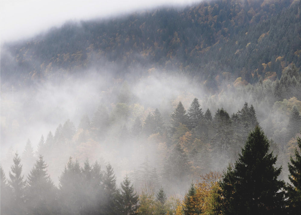 Foggy Woods 9 | Poster