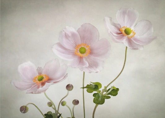 Anemones | Wallpaper
