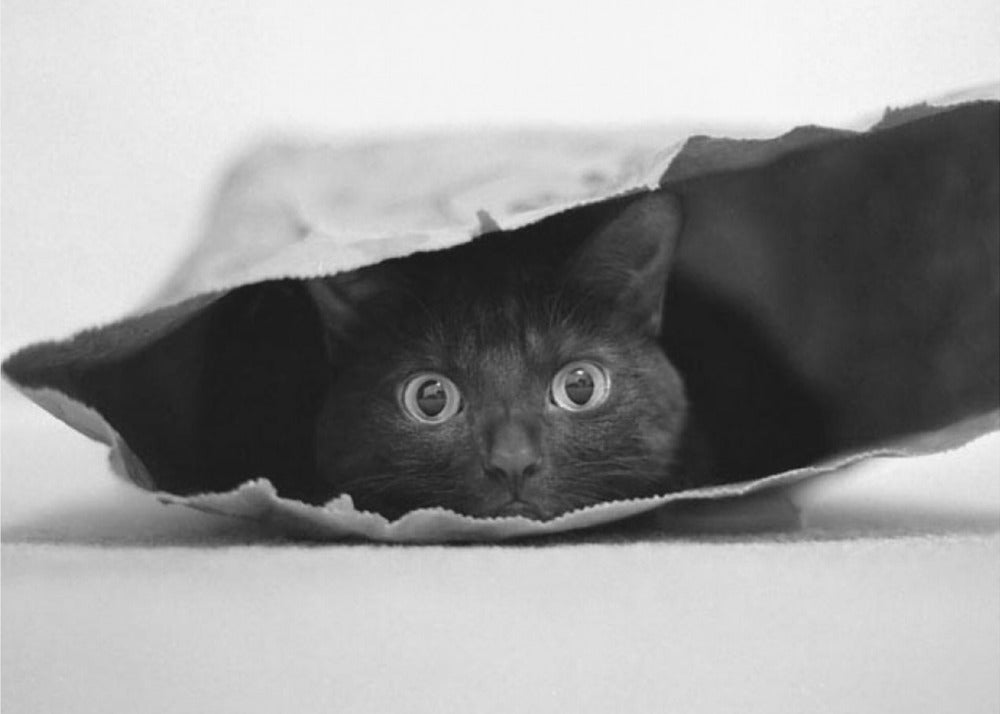 Cat in a bag | Poster