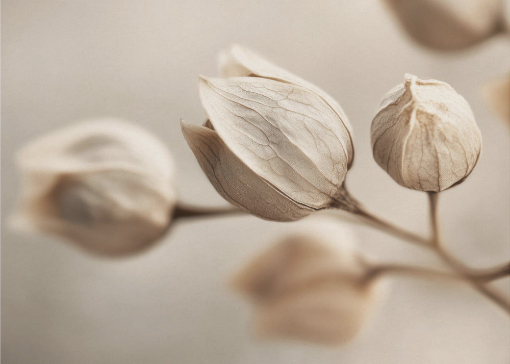 Whispering Petals | Poster