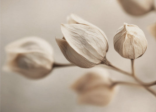 Whispering Petals | Poster