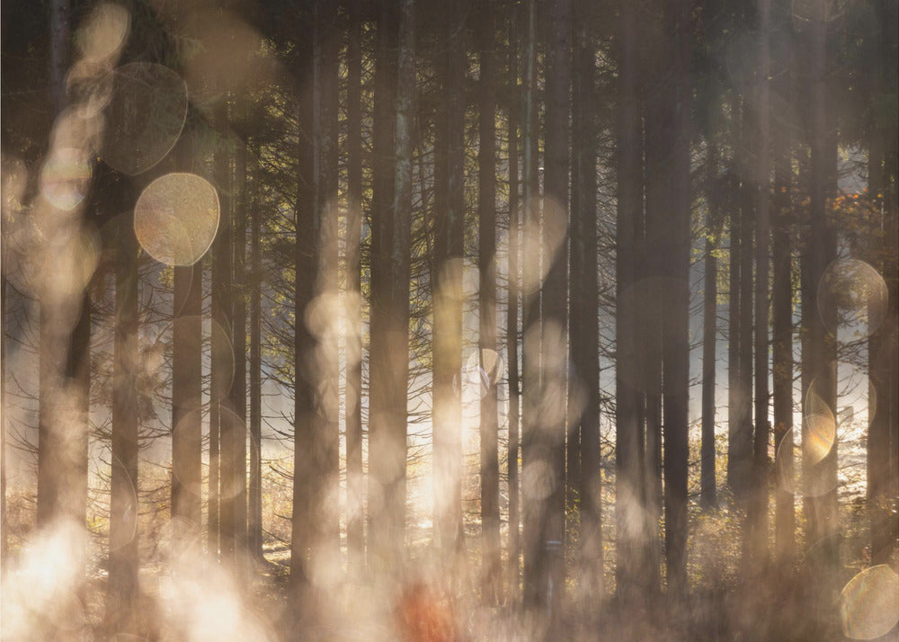 Forest Glow 2 | Poster