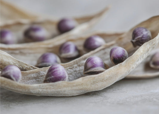 Purple Seed Symphony | Wallpaper