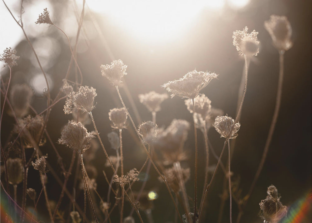 Warm Winter Light 3 | Poster