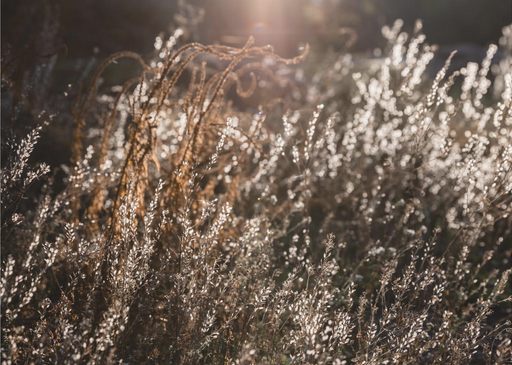 Warm Winter Light 4 | Poster