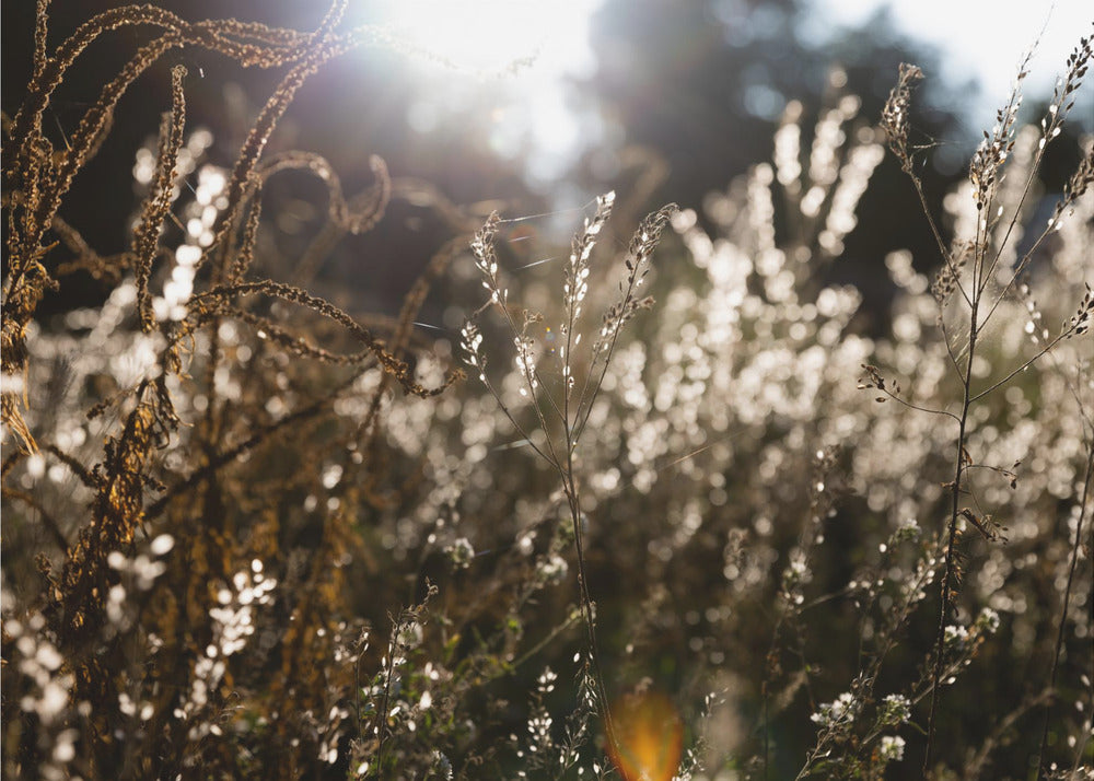 Warm Winter Light 7 | Poster