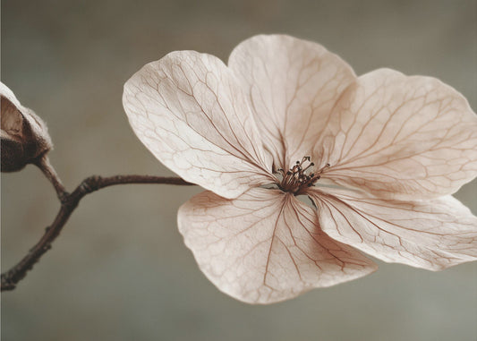 Delicate Bloom | Poster