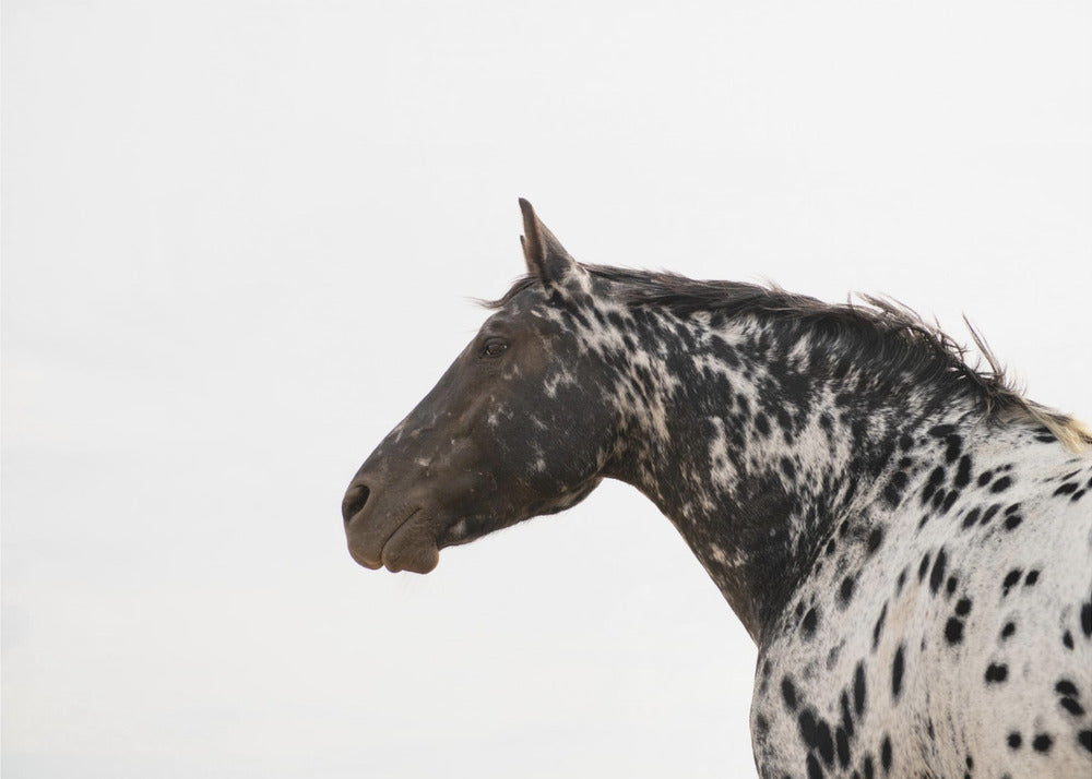 Andromeda 4 | Canvas