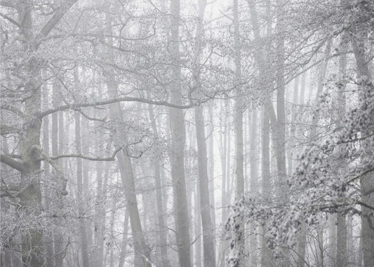 Foggy Winter Morning 2 | Canvas