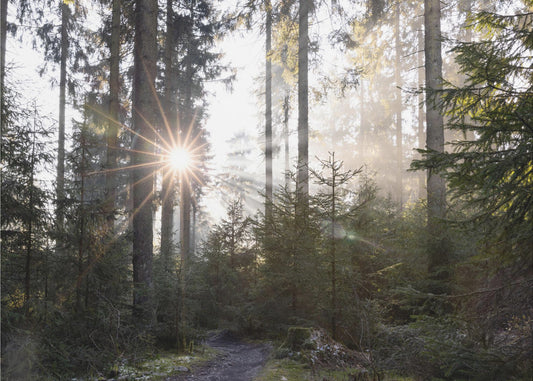 Hopeful Moments 2 | Canvas