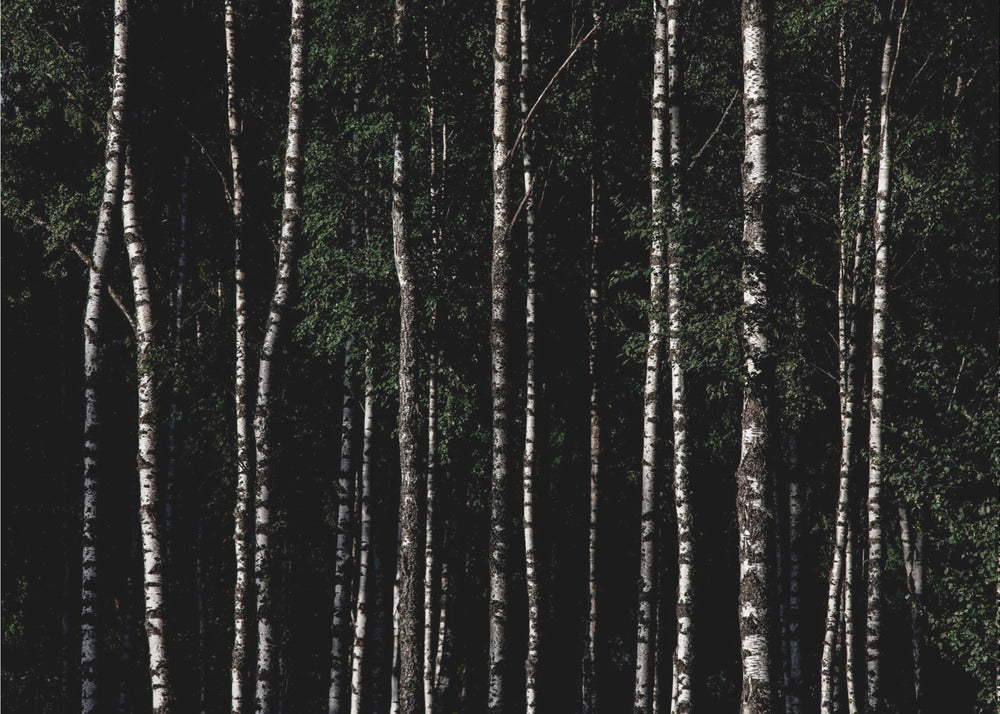 Somewhere In Sweden 4 | Canvas