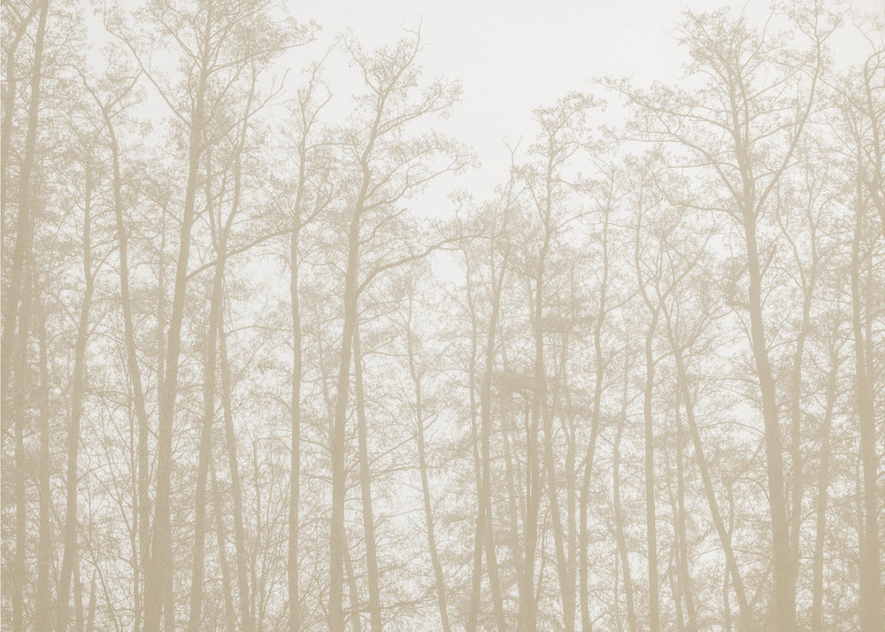 Tree Silhouettes 1 | Canvas