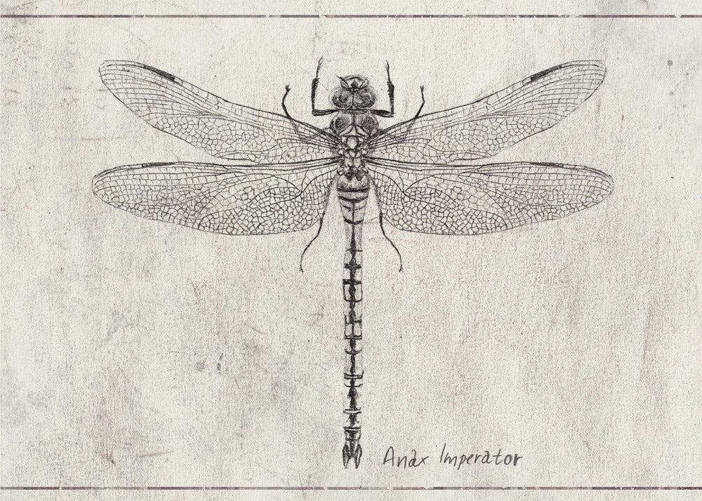 Majesty in Flight Anax Imperator | Canvas