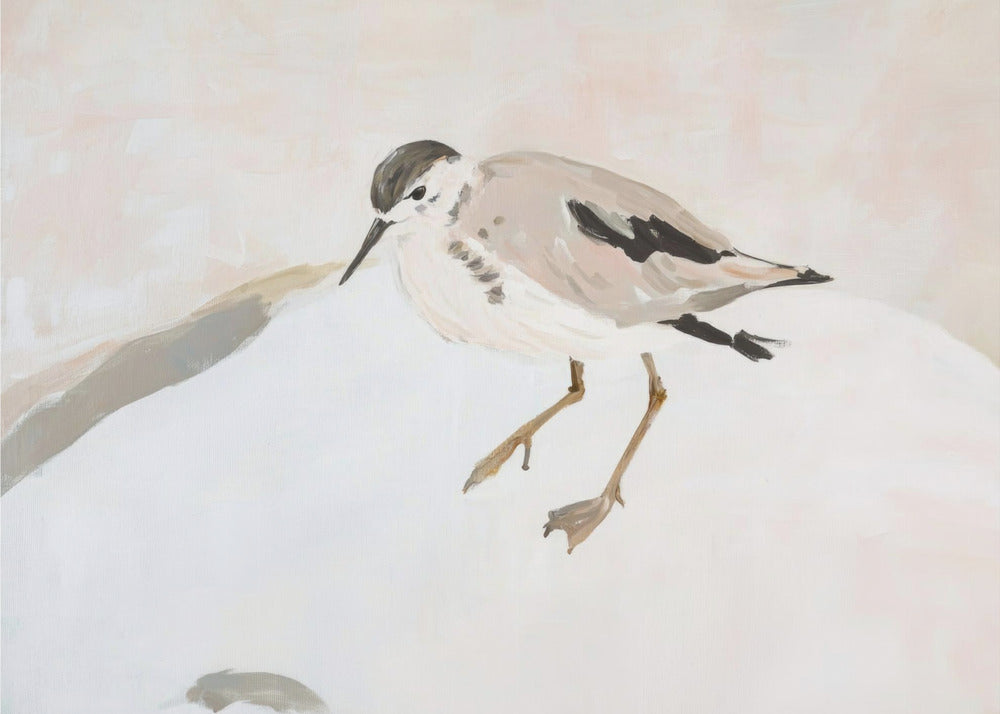 Cute Shorebird | Canvas