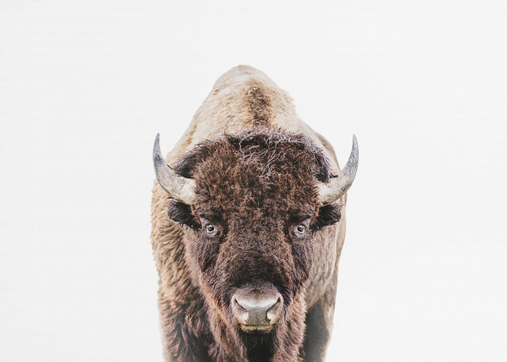 Bison | Canvas