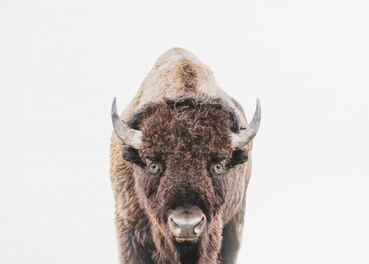 Bison | Canvas
