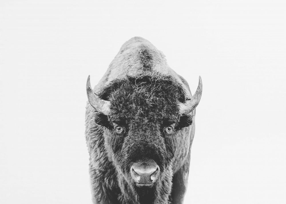 Bison Bw | Canvas