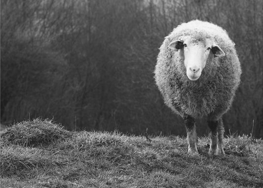 Wondering sheep | Poster