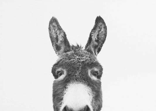 Peeking Donkey BW | Poster