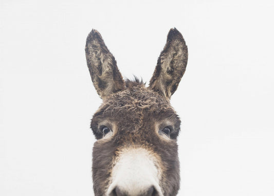 Peeking Donkey | Poster