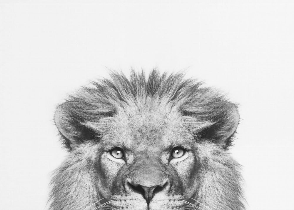 Peeking Lion | Canvas