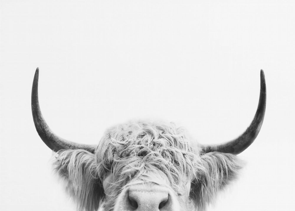 Peeking Cow BW | Canvas