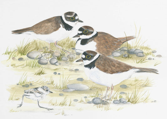 Plovers | Canvas