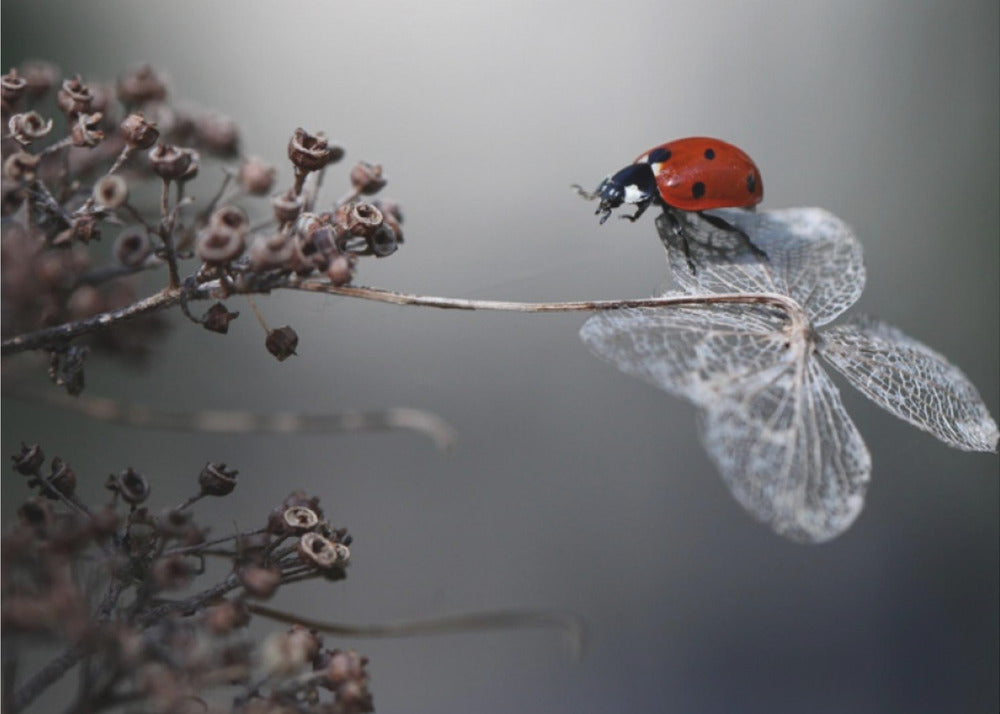 Ladybird on hydrangea. | Canvas