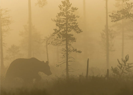 Morning Fog | Canvas