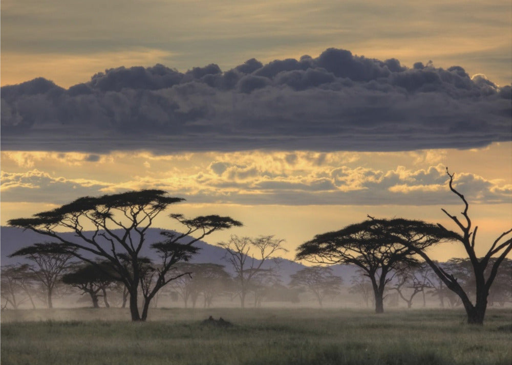 Good evening tanazania | Canvas