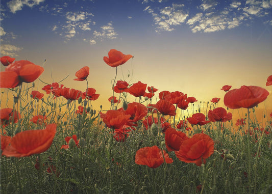 Poppies | Canvas