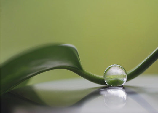 Green harmony | Canvas