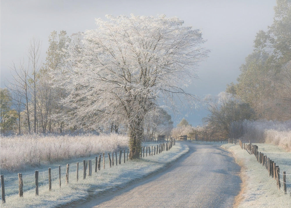 A Frosty Morning | Poster
