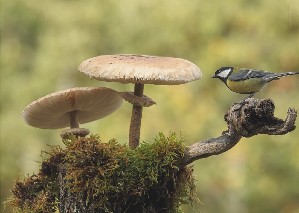 My small part of the world | Poster