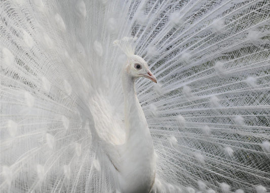 As white as snow | Wallpaper