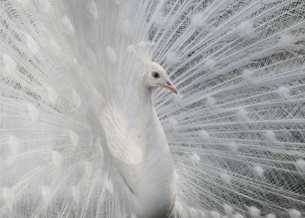 As white as snow | Wallpaper