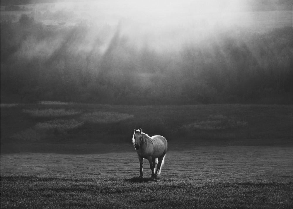 morning appearance | Poster