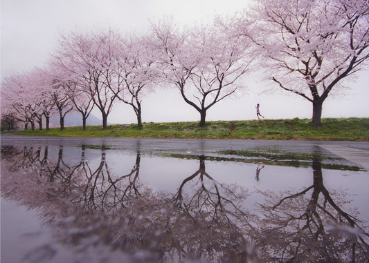 Rain of spring | Canvas