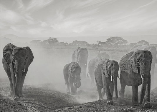 Sequence of emotion | Canvas