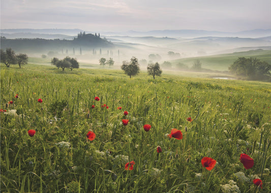 Tuscan spring | Poster