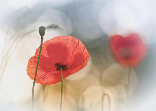 Morning Poppies | Wallpaper