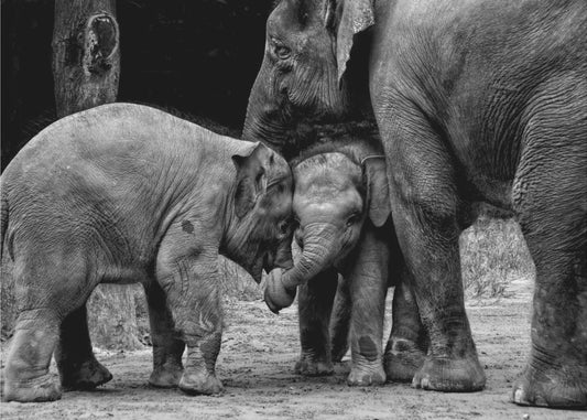 Friends Forever | Wallpaper