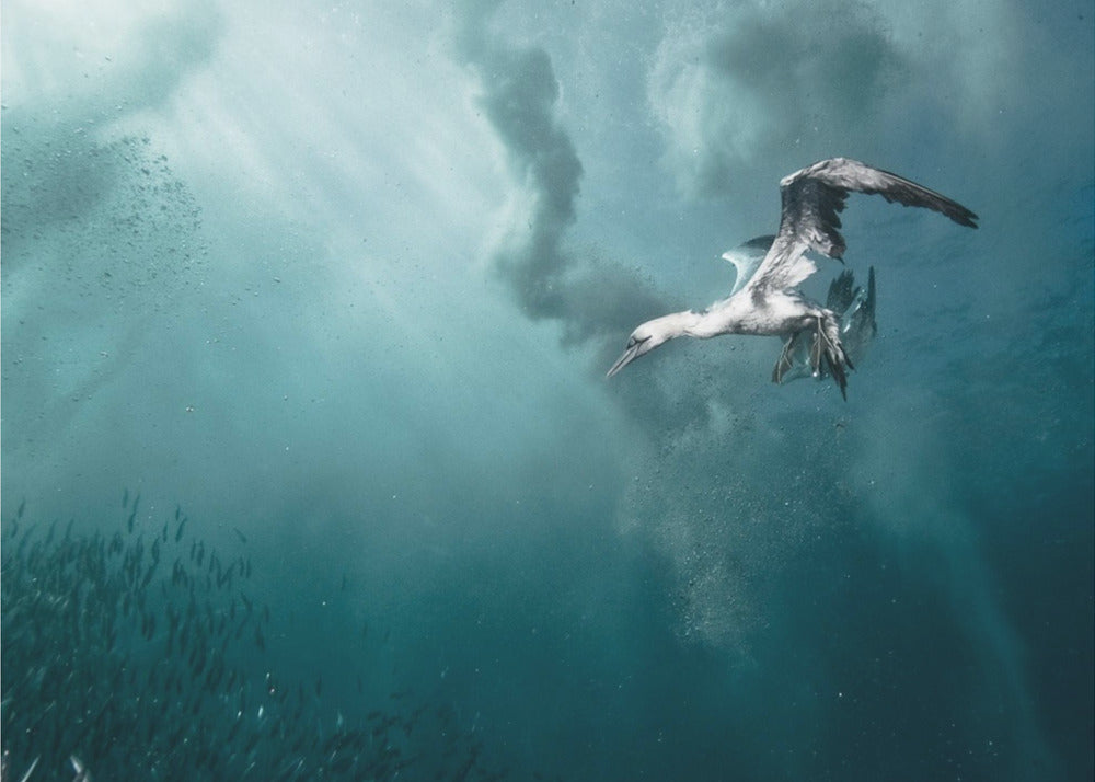 plunge diver | Canvas