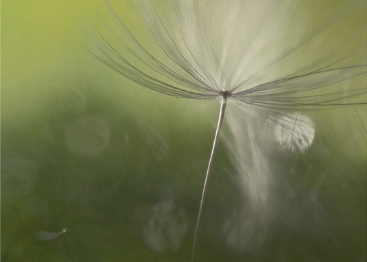 Shadows in the green | Canvas