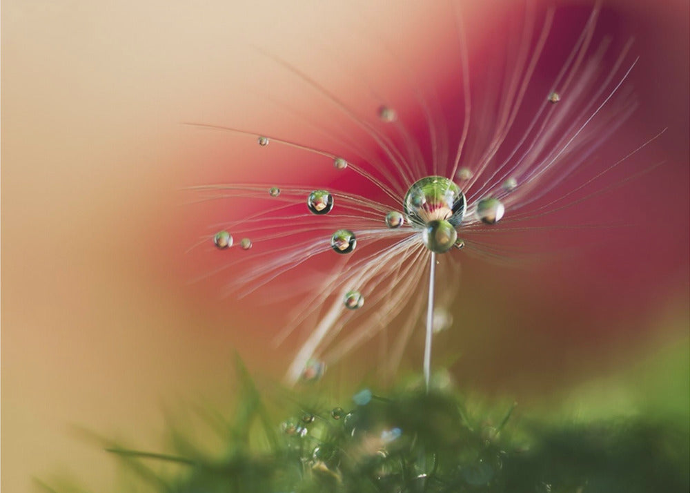 Red Morning | Canvas