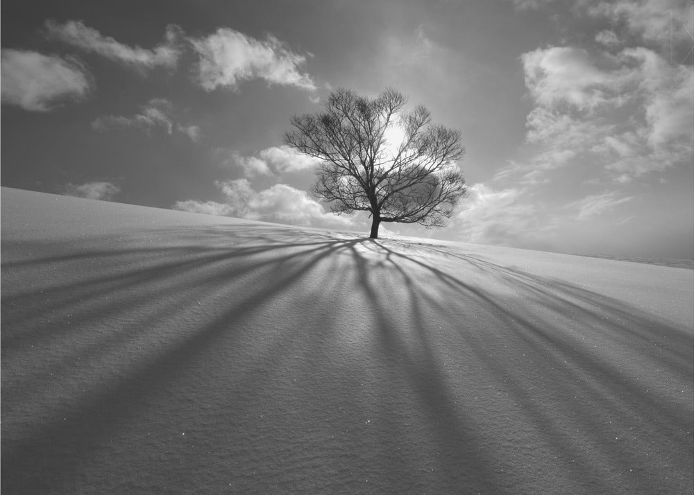 Tree Shadow | Wallpaper