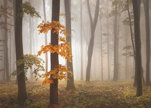 In November Light | Poster