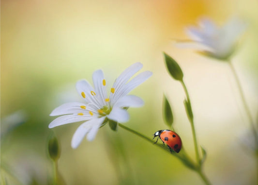 Summer beauties | Canvas