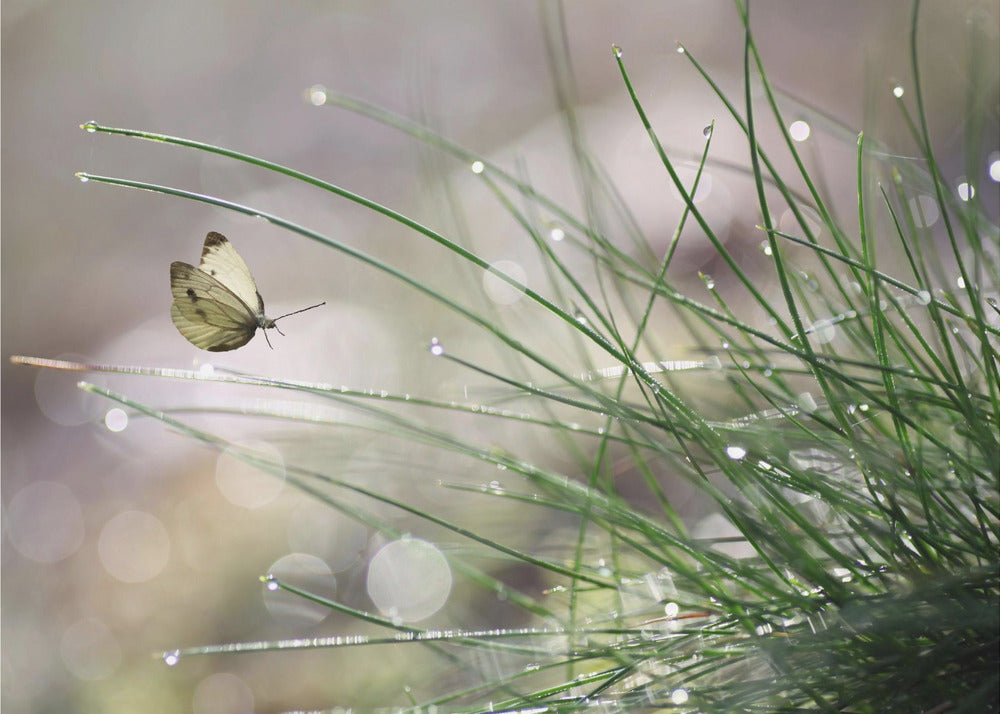 Imminent Landing | Wallpaper